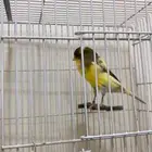 كناري يورك شاير توه بادي تغريد يوجد مقطع فديو