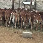 عجول بلدي   انتاج محلي