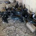 بط بح