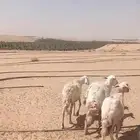 حريات دفيع وحصيب