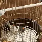 للبيع طيور فندقيه