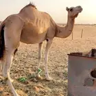 لبيع ناقه حايل رباع