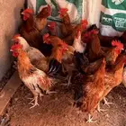 ديوك بلدي للبيع