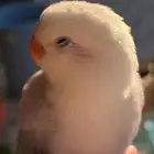 عصفور روز اليف للبيع او للبدل