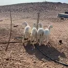 خرفان