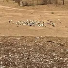 حمام للبيع
