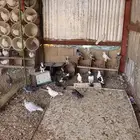 حمام بلدي