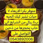 ميني تشيز كيك