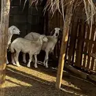 شاه خلفه