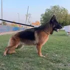 جيرمن شيبرد شولاين مستوى ابطال