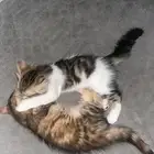 قطط أعمارها 4 شهور لا التبني صحتها كويسه مره