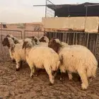 بهم نعيم شعره وطرف وشحم