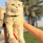 قطط سكوتش تربل فولد للتزاوج