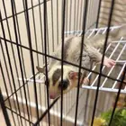 سنجاب الطائر شقر قلايدر