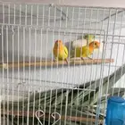 جوز روز لاتينو تحته بيض