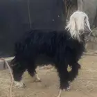 رخله نجديه
