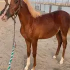 مهره شيخه