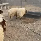 طليان نعيم كناور جذعان