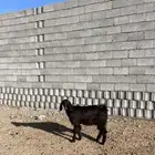 جفره ذبيحه جذعه