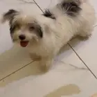 كلب مالتيز