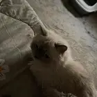 قطه للبيع