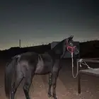 حصان شعبي شيخ