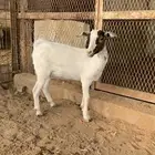 جفره جنوبيه ذبيحه