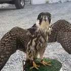 اعرضلكم جليميه