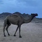 ناقه صفرا