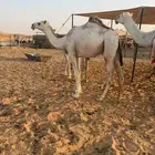 بكره حقه تدخل لقيه شفحا عونيه اصلها طيب على جميع الشروط