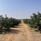 اشجار تين العبيد للبيع العدد 90 شجرة