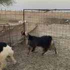 عنز للبيع