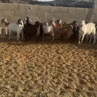 تيوس وجفار