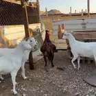 غنم صنف الصنف مراح واحد منوة القاني ماشالله تبارك الله