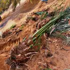 نخل للبيع   نخيل للبيع