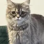 قط شيرازي مهجن همالايا