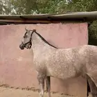 مهره شعبية