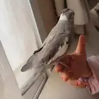 كروان هولندي اليف جدا قابل للكلام