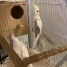 زوج كروان نوادر مع انتاجه ( تم البيع )