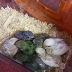 روز غر الوانها حلوه