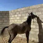 مهره للبيع