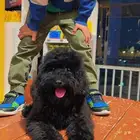 للبيع جرو توي بودل