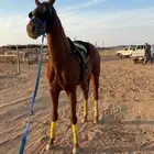 للبيع حصان جاهز لقرب شوط