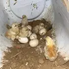 ديكه مهجله