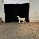 خروف فاخر