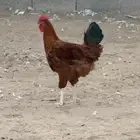 للبيع ديوك فرنسي