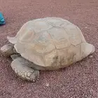 سلحفات بريه