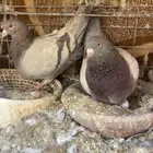 لاحم سلفر وابيض