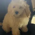 كلاب مكس بودل ومالتيز للتبني