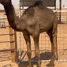 حشو تربية
